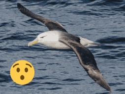 El albatros es un ave marina de gran tamaño. Pexels