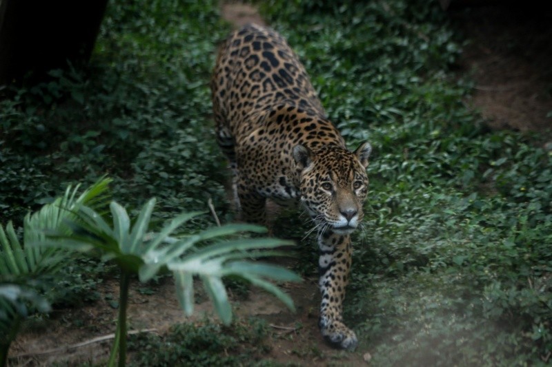 Los hábitats protegidos por el jaguar suministran agua dulce, alimentos, materias primas y recursos genéticos. EFE/ARCHIVO 