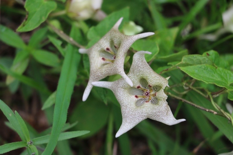 La líder de políticas para WWF América Latina y el Caribe fomenta un cambio de enfoque en el que comprendamos que “los problemas ambientales no solamente son ambientales, también abarca problemas económicos, políticos y sociales. ARCHIVO/EL INFORMADOR