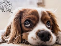 El estudio demuestra que la relación entre los humanos y los perros es aún más interdependiente de lo que se pensaba. CANVA