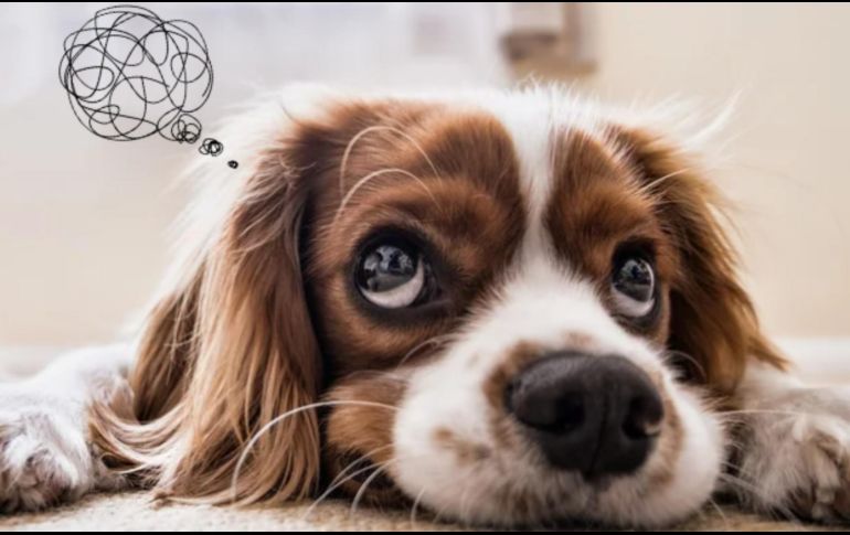 El estudio demuestra que la relación entre los humanos y los perros es aún más interdependiente de lo que se pensaba. CANVA