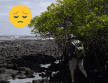 Los manglares de las Islas Galápagos, una de las reservas marinas mejor conservadas del mundo. EFE / Rashid Cruz