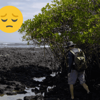 Los manglares de las Islas Galápagos se encuentran bajo amenaza