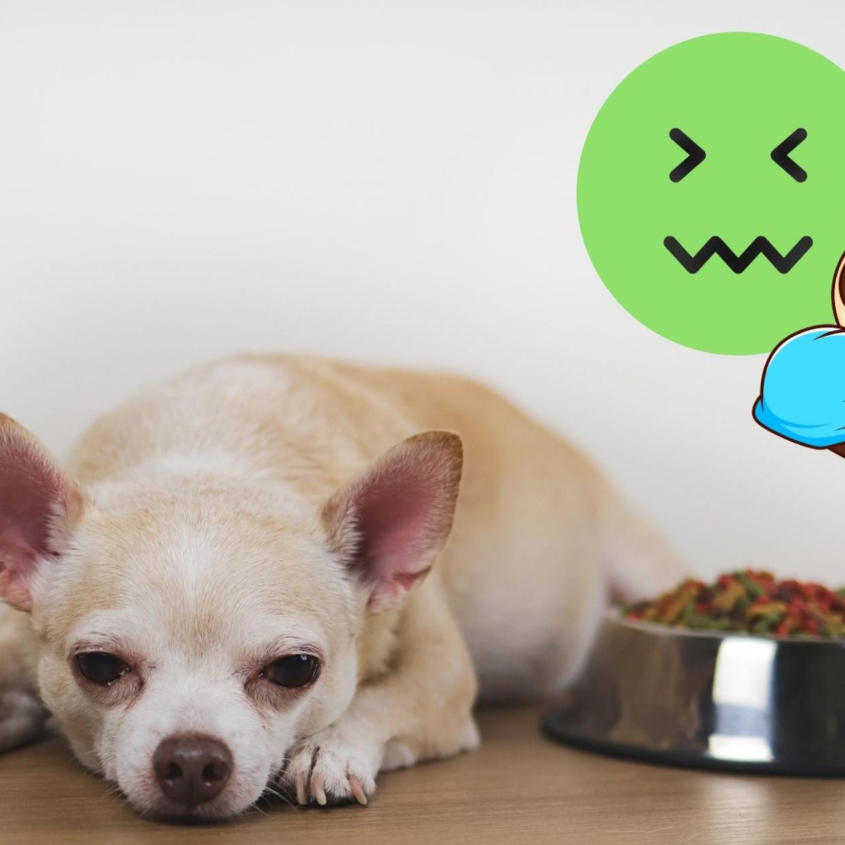 la gripe canina es contagiosa para los gatos