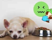 La gripe canina, aunque tratable, puede ser peligrosa si no se atiende a tiempo. Con un diagnóstico temprano, cuidados adecuados y medidas preventivas, puedes proteger la salud de tu fiel compañero. CANVA