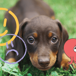 Aprende a reconocer cuando tu perro está feliz o triste