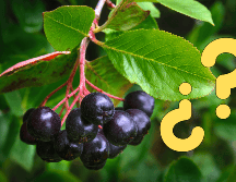 Existen múltiples maneras de integrar este fruto en las dietas diarias, por su gran contenido nutricional. CANVA