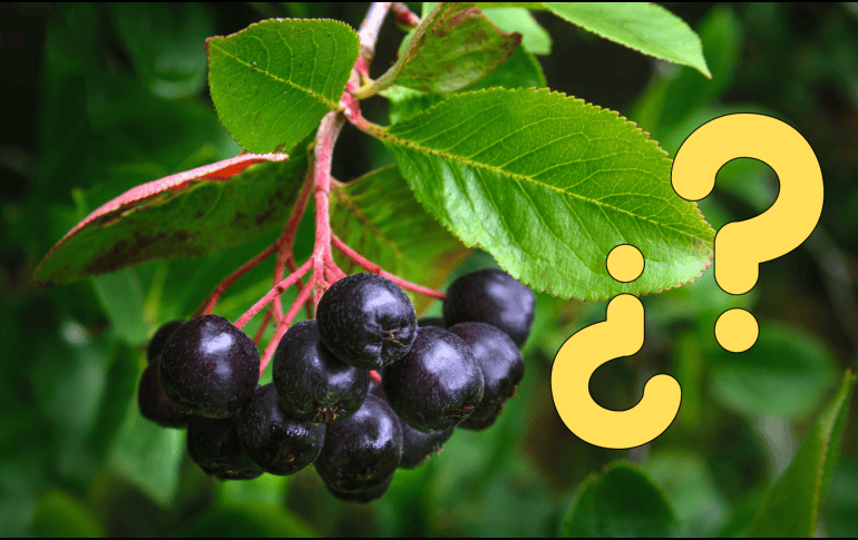 Existen múltiples maneras de integrar este fruto en las dietas diarias, por su gran contenido nutricional. CANVA