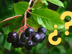 Existen múltiples maneras de integrar este fruto en las dietas diarias, por su gran contenido nutricional. CANVA