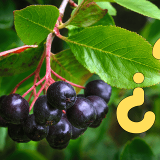 La fruta ideal para fortalecer músculos y prevenir la artritis