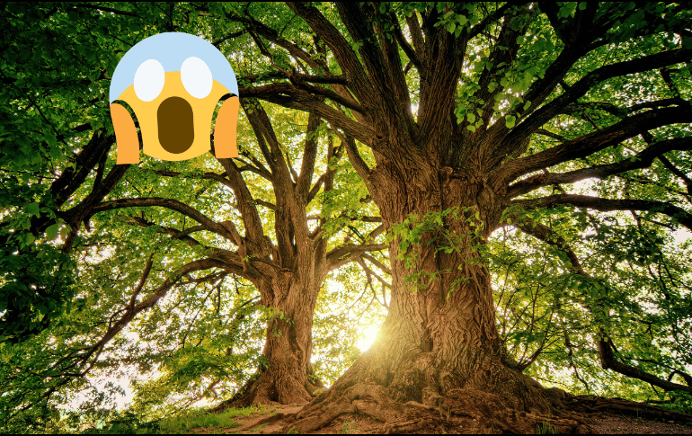 Esta especie de árboles pueden llegar a crecer entre 40 y 60 metros. Pexels