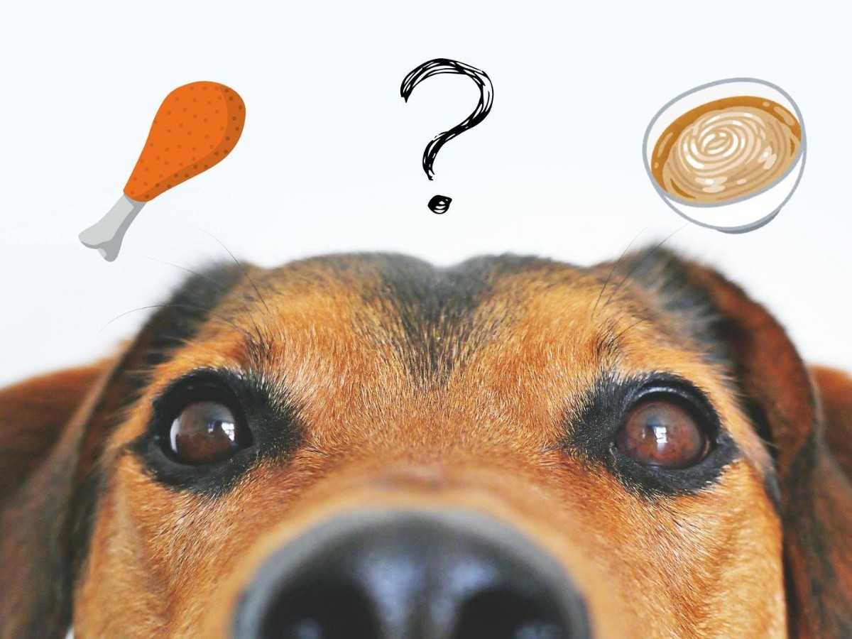 el pollo es bueno para los labradores