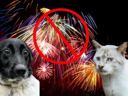 Si tienes perritos o gatitos en casa, asegúrate de no llevarlos a lugares donde enciendan fuegos artificiales. ESPECIAL/Pexels