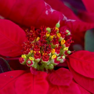 Los usos medicinales y en la cocina de la flor de nochebuena