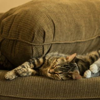 ¿Cómo tener dos gatos en casa y evitar conflictos?