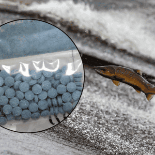 Moreira: Preocupa contaminación del océano por fentanilo