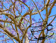 Pese a tratarse de una flor sin demasiados nutrientes, sus pétalos aportan muchos beneficios en la prevención de enfermedades.  UNSPLASH / H. Hc