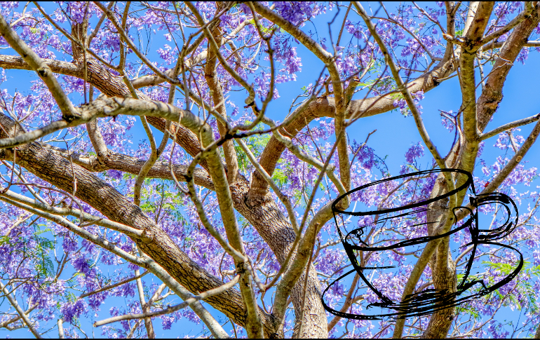 Pese a tratarse de una flor sin demasiados nutrientes, sus pétalos aportan muchos beneficios en la prevención de enfermedades.  UNSPLASH / H. Hc