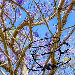 ¿Para qué sirve tomar té de jacaranda?