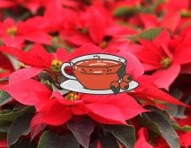 Se recomienda no beber más de 2 tazas al día. NTX / ARCHIVO