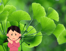 El consumo de Ginkgo biloba no es adecuado para todas las personas. Pixabay
