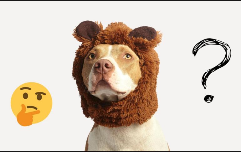 Es importante tener en cuenta que no todos los perros responden de la misma forma. ESPECIAL / Pexels y Canva