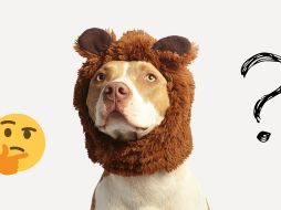 Es importante tener en cuenta que no todos los perros responden de la misma forma. ESPECIAL / Pexels y Canva