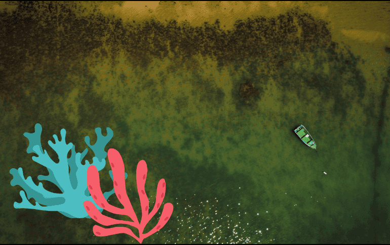 La investigación revela que los arrecifes de coral tienden a evolucionar desde formas simples y redondeadas a otras más complejas y alargadas. EFE/ ARCHIVO/ ESPECIAL