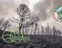 La evaluación fue publicada tras ser aprobada el pasado lunes en la capital de Namibia, Windhoek, por el plenario de la IPBES. EFE / ARCHIVO