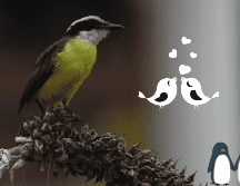 Estos animales permanecen juntos durante toda su vida. EFE / ARCHIVO