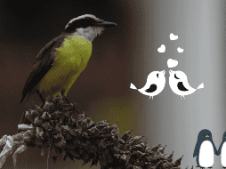 Estos animales permanecen juntos durante toda su vida. EFE / ARCHIVO