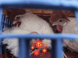 Muchos de los casos confirmados de gripe aviar están vinculados a trabajadores de las granjas lecheras y avícolas. EL INFORMADOR/ARCHIVO