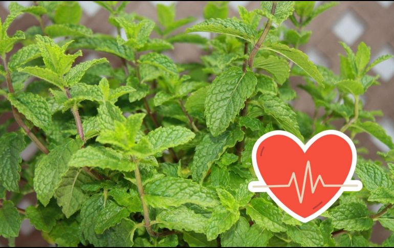 El uso de la hierbabuena va más allá de lo culinario, ya que también posee propiedades medicinales y múltiples beneficios en la salud.ESPECIAL/Pixabay y Canva