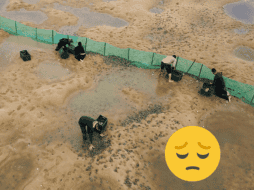 Se registró una caída del 50 por ciento en el número de nacimientos debido a que los cambios climáticos afectaron el ciclo de reproducción. EFE / ARCHIVO