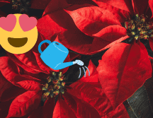 Con estos simples cuidados, podrás conservar tu flor de nochebuena durante todo el año y evitar tener que comprar nuevas cada diciembre. Canva