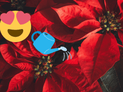 Con estos simples cuidados, podrás conservar tu flor de nochebuena durante todo el año y evitar tener que comprar nuevas cada diciembre. Canva