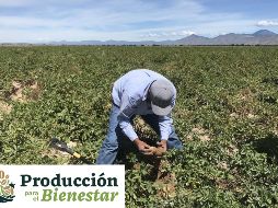 El programa Producción para el Bienestar apoya a los trabajadores del campo de pequeña o mediana escala de todo el país a través de apoyos económicos entregados de manera directa. ESPECIAL, EFE / ARCHIVO
