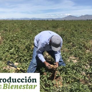 Pagarán deudas pendientes de Producción para el Bienestar