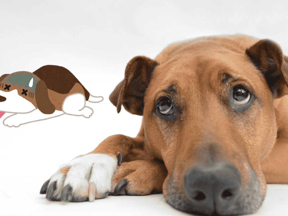 los perros saben cuando estas enfermo