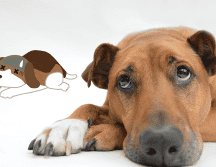 ¿Los perros pueden fingir estar enfermos? Esto dicen los expertos