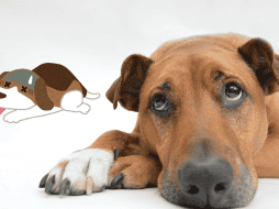 ¿Los perros pueden fingir estar enfermos? Esto dicen los expertos