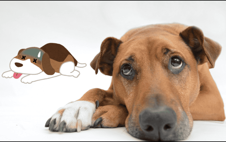 ¿Los perros pueden fingir estar enfermos? Esto dicen los expertos