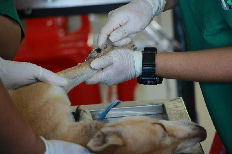 Si tu perro presenta heridas visibles o molestias fisiológicas que no puede provocar por sí mismo,  necesita ser revisado por un veterinario. &nbsp;PEXELS/Pranidchakan Boonrom