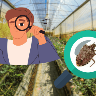 Así puedes identificar si tus nochebuenas tienen chinches