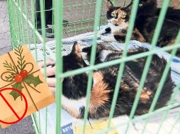 Se calcula que en nuestro país tenemos poco más de 80 millones de mascotas. SUN / ARCHIVO