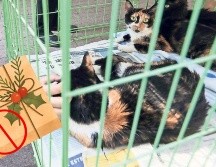 Se calcula que en nuestro país tenemos poco más de 80 millones de mascotas. SUN / ARCHIVO