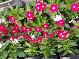 La Isabelita es una planta que se ha utilizado tradicionalmente como medicina desde la antigüedad, debido a sus propiedades. ESPECIAL