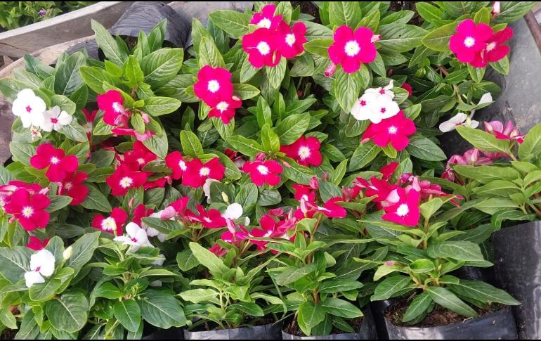 La Isabelita es una planta que se ha utilizado tradicionalmente como medicina desde la antigüedad, debido a sus propiedades. ESPECIAL