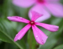 Esta planta tiene alcaloides bisindólicos anticancerígenos (vinblastina, vincristina y vindesina), precisa un informe del Centro Nacional de Información Biotecnológica de Estados Unidos. SUNSPLASH / R. SARAF