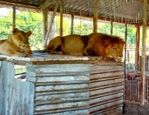 Las autoridades realizaban recorridos de vigilancia en el poblado denominado El Cedro del municipio de La Huerta. ESPECIAL / FGR